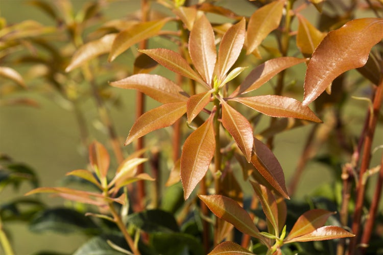 Pieris japonica 'Mountain Fire', Japanische Lavendelheide, 40–50 cm