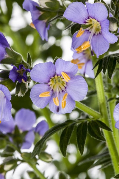 Polemonium caeruleum, Jakobsleiter, blau, ca. 9x9 cm Topf