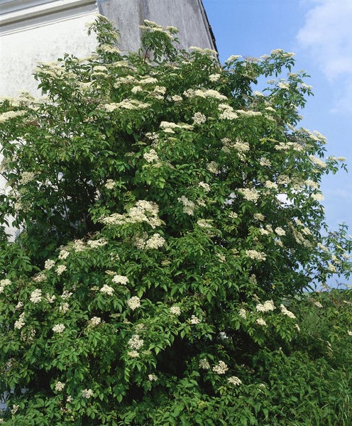 Sambucus nigra 'Haidegg 17', Schwarzer Holunder, 40–60 cm