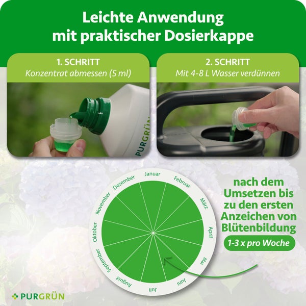 Geflochtener Stamm einer Glückskastanie mit grünen Blättern