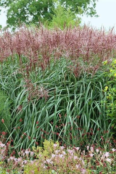 Miscanthus sinensis 'Malepartus', Chinaschilf, rotbraune Blüten, 3-5 L Topf