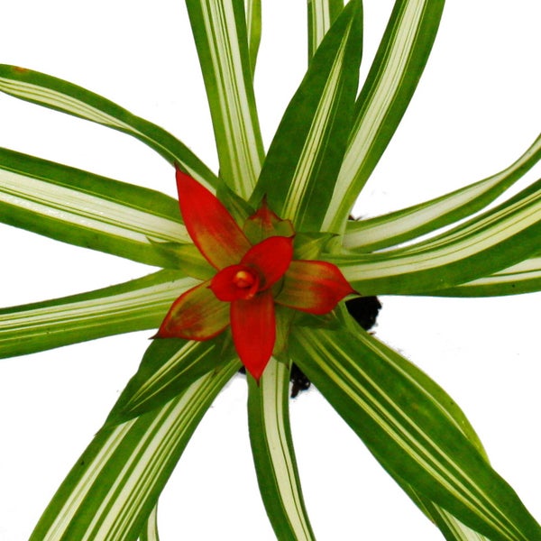 Aluminium-Transportwagen mit Rollen und offenem Deckel.