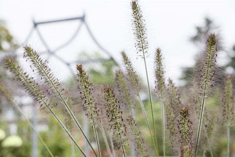 Pennisetum alopecuroides 'Hameln', Lampenputzergras, ca. 3-5 L Container
