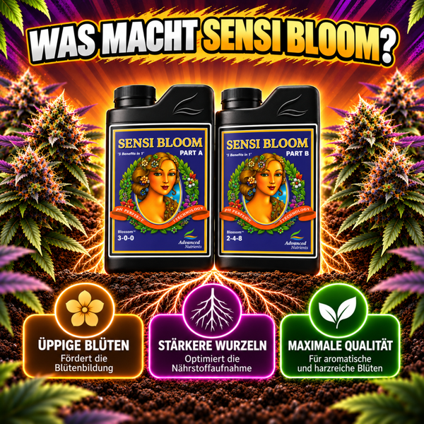 Zwei Flaschen Advanced Nutrients Sensi Bloom Teil A und B Dünger für die Blütephase mit Erklärungen zu Blütenbildung Wurzelwachstum und Qualität.