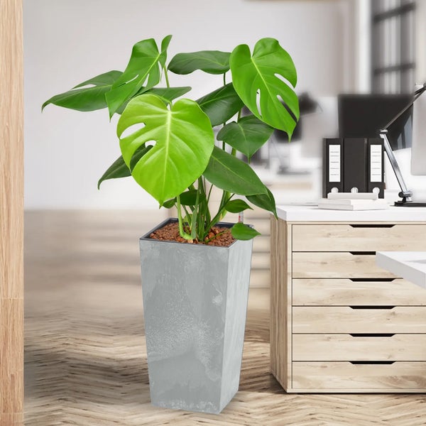 Monstera Zimmerpflanze in einem Pflanzgefäß im Büro