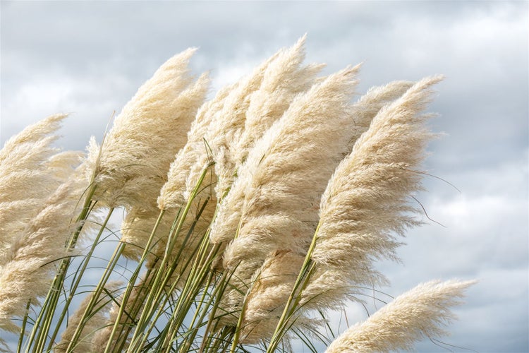 Cortaderia selloana 'Sunningdale Silver', Pampasgras, silbrig, 7,5-10 L Container
