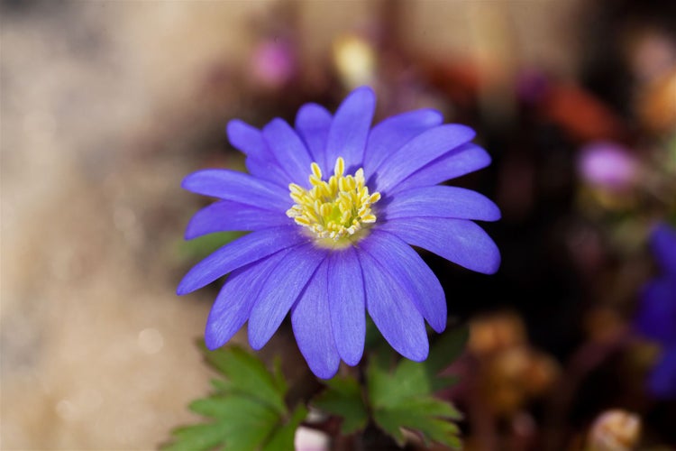 Anemone blanda 'Blue Shades', Balkan-Windröschen, blau, ca. 9x9 cm Topf