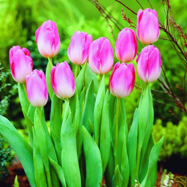 Gruppe von rosafarbenen Tulpen im Garten