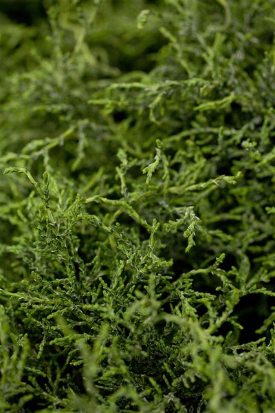 Chamaecyparis lawsoniana 'Lycopodioides', 25–30 cm, dekorativ