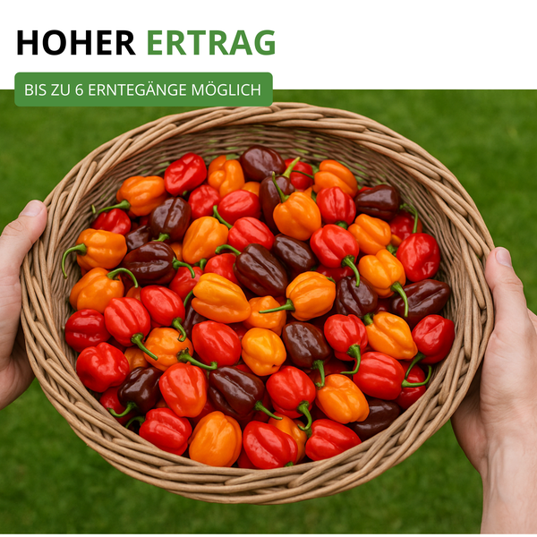 Habanero-Chilis in verschiedenen Farben in einem Flechtkorb. Texthinweis auf hohen Ertrag mit bis zu sechs Erntegängen.