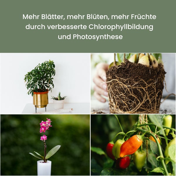 Parus by Venso SUNLiTE LED Pflanzenlampe klein 7W Petrol , Wachstumslampe mit Teleskopstab, Grow Light für Zimmerpflanzen und Grünpflanzen