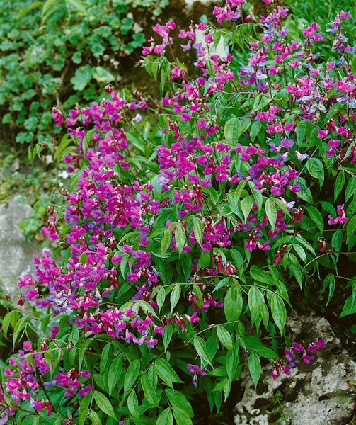 Lathyrus vernus, Frühlings-Platterbse, ca. 9x9 cm Topf, violett-rosa
