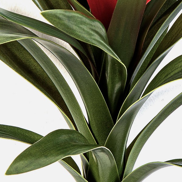 Nahaufnahme eines Wunderstrauchs mit gemusterten Blättern in Grün, Gelb und Rot.