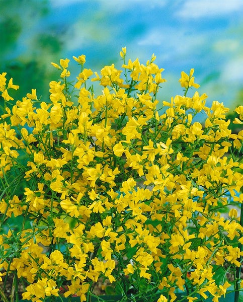Ginsterpflanze mit gelben Blüten