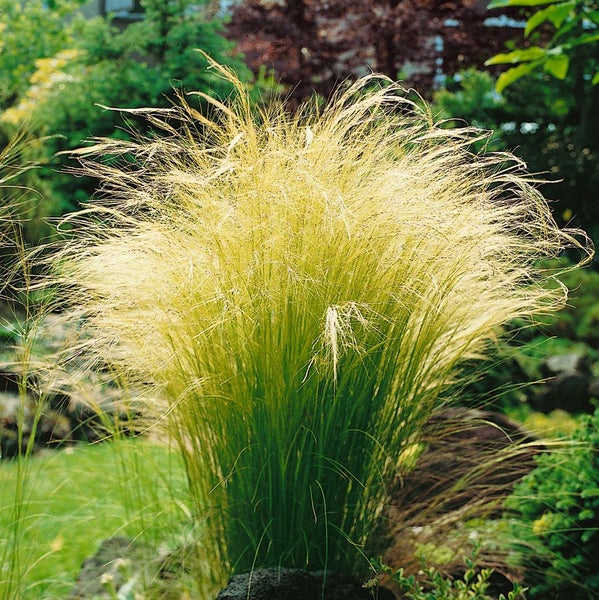 Stipa tenuifolia, Engelshaargras, 2 Liter Container, zartes Laub