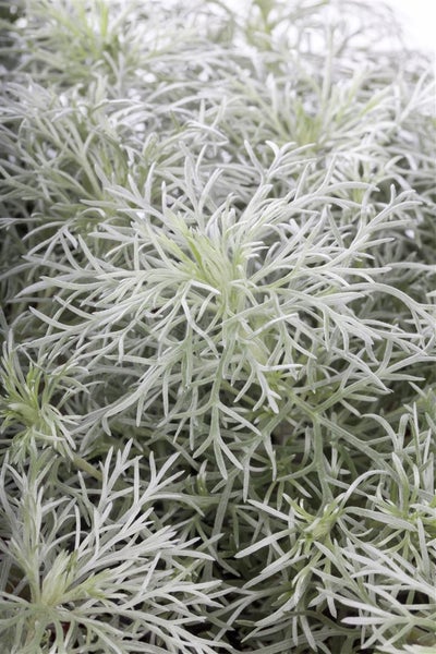 Artemisia schmidtiana 'Nana', Silberwermut, kompakt, ca. 9x9 cm Topf