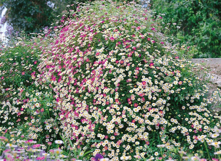 Üppig blühendes Spanisches Gänseblümchen Erigeron karvinskianus als flächendeckende Gartenpflanze.