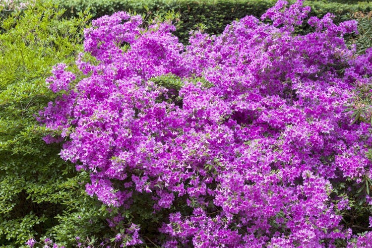 Rhododendron obtusum 'Purpurtraum', Azalee, purpur, 20–25 cm