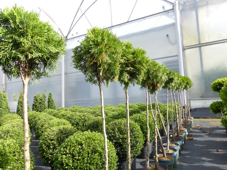 Eine Reihe von Thuja Hochstämmen mit kugelförmig geschnittener Krone in einer Gärtnerei vor einem Gewächshaus.