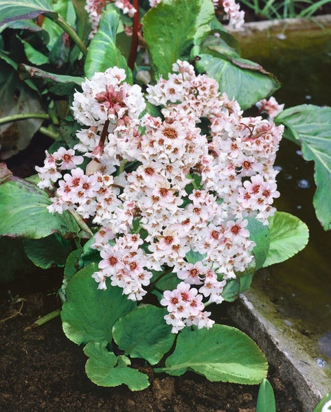 Bergenia cordifolia 'Schneekönigin', Riesensteinbrech, weiß, ca. 11x11 cm Topf