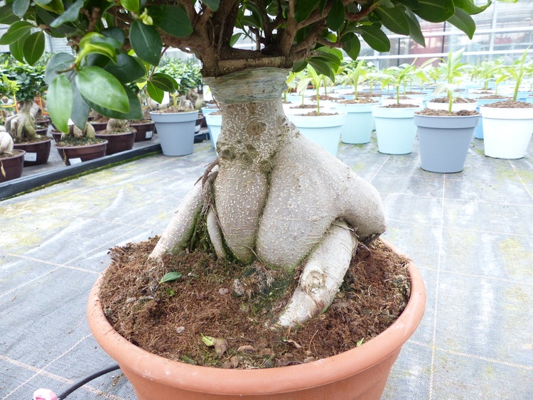 Ficus Ginseng Bonsai mit markanter, dicker Wurzel in einem terracottafarbenen Übertopf, im Hintergrund weitere Pflanzen im Gewächshaus.