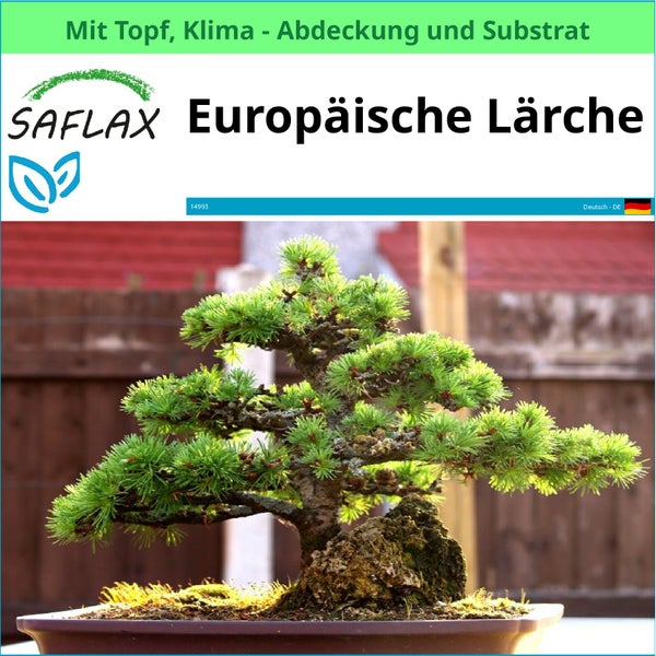 Europäische Lärche im Topf von Saflax mit Klima-Abdeckung und Substrat