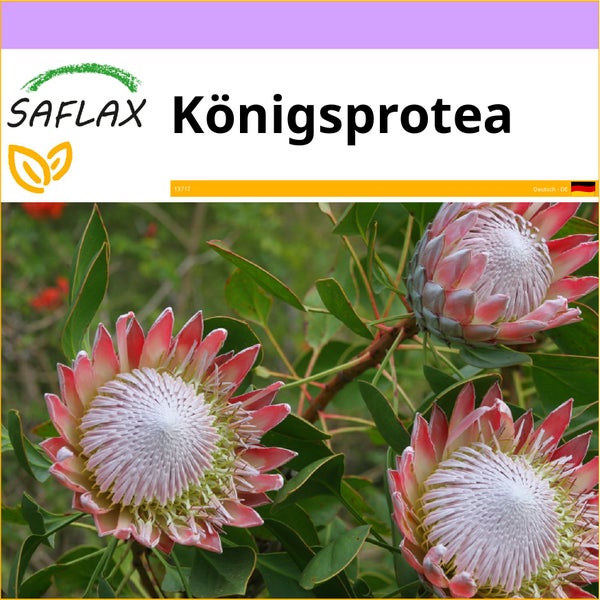 SAFLAX  - Königsprotea - Protea cynaroides - 5 Samen