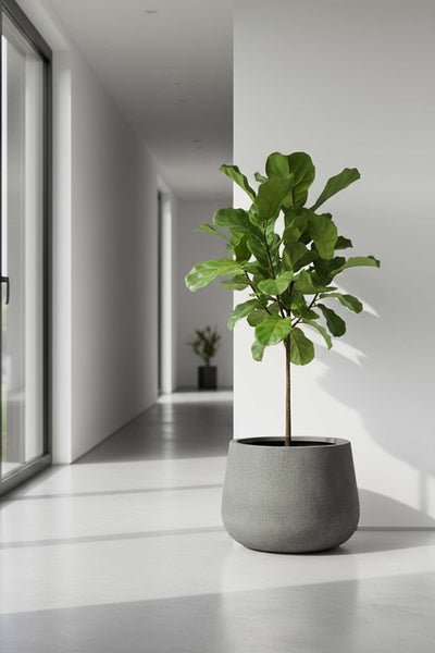 Eine Geigenfeige Ficus lyrata in einem runden Pflanzkübel mit Steinoptik in einem hellen, modernen Flur.