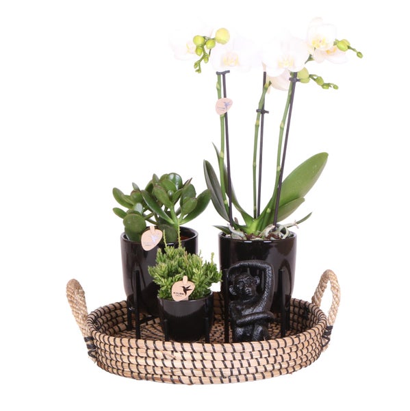 Komplettes Pflanzenset Home Hub Grünpflanzen mit weißer Phalaenopsis-Orchidee inkl. schwarzen Keramik-Ziertöpfen und Zubehör