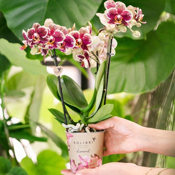 Kolibri Orchids Gelbe rote Phalaenopsis-Orchidee Spanien Topfgröße 9cm blühende Zimmerpflanze frisch vom Züchter