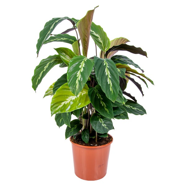 Calathea 'Maui Queen' jeder | Luftreinigung Zimmerpflanze im Kinderzimmertopf 17 cm - ↕65 cm