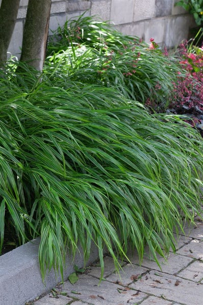 Hakonechloa macra 'Albostriata', Japanisches Berggras, ca. 9x9 cm Topf