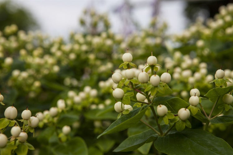 Hypericum inodorum 'Magical White' -R-, Johanniskraut, weiß, 20–30 cm