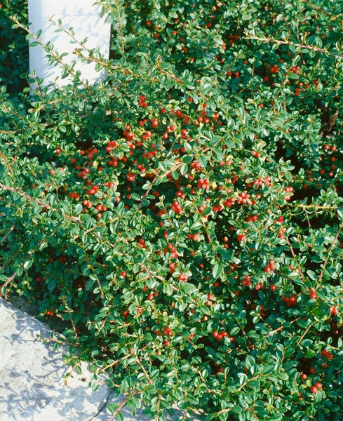 Cotoneaster radicans 'Eichholz', Kriechmispel, immergrün, ca. 9x9 cm Topf