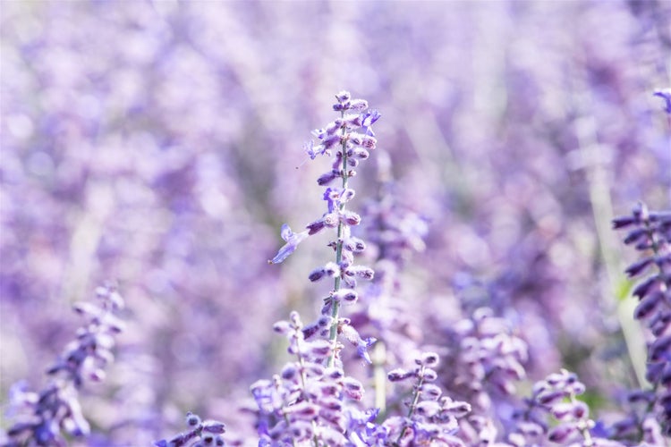 Nahaufnahme von Lavendelblüten im Gartenbeet