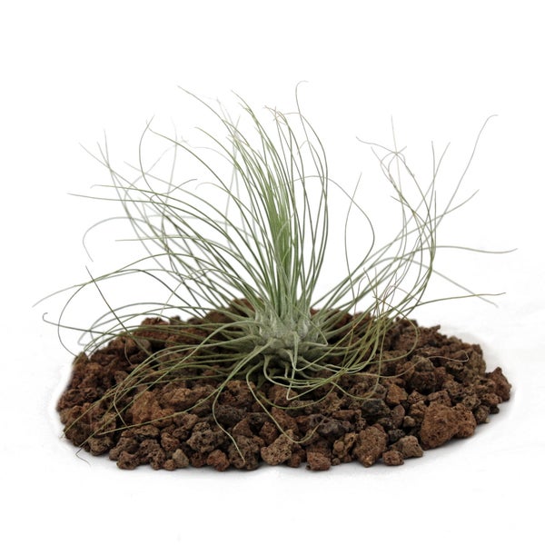 Tillandsia argentea - lose Pflanze