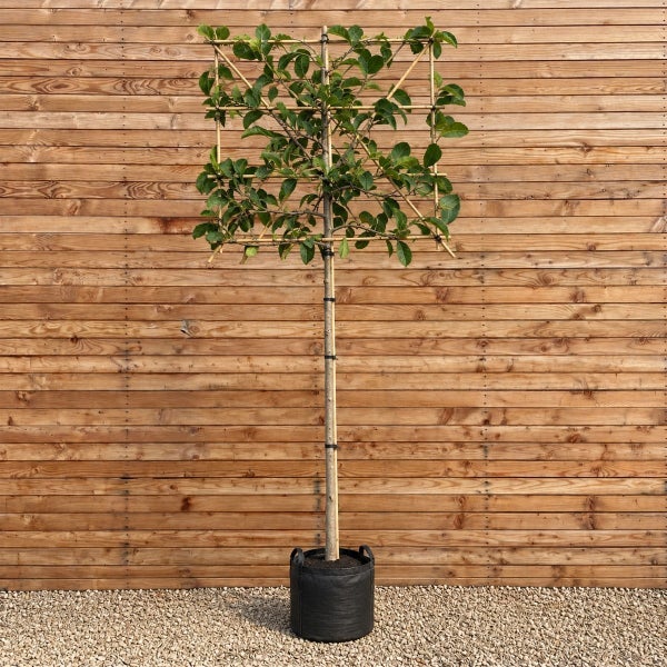 Spalierbaum mit quadratischer Form in einem schwarzen Pflanzgefäß vor einer Holzfassade