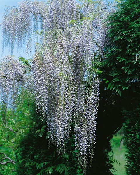 Wisteria floribunda 'Macrobotrys', Japanische Blauregen, 40–60 cm