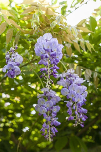 Wisteria sinensis, Chinesischer Blauregen, 40–60 cm