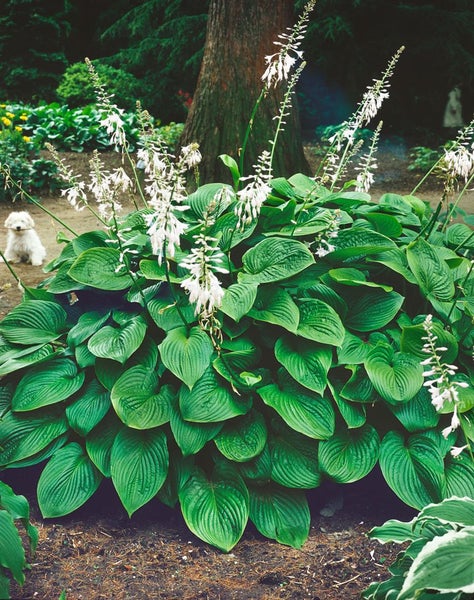 Hosta plantaginea 'Honeybells', Duftende Funkie, ca. 11x11 cm Topf