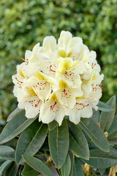 Rhododendron Hybr. 'INKARHO-Dufthecke', gelb, 40-50 cm