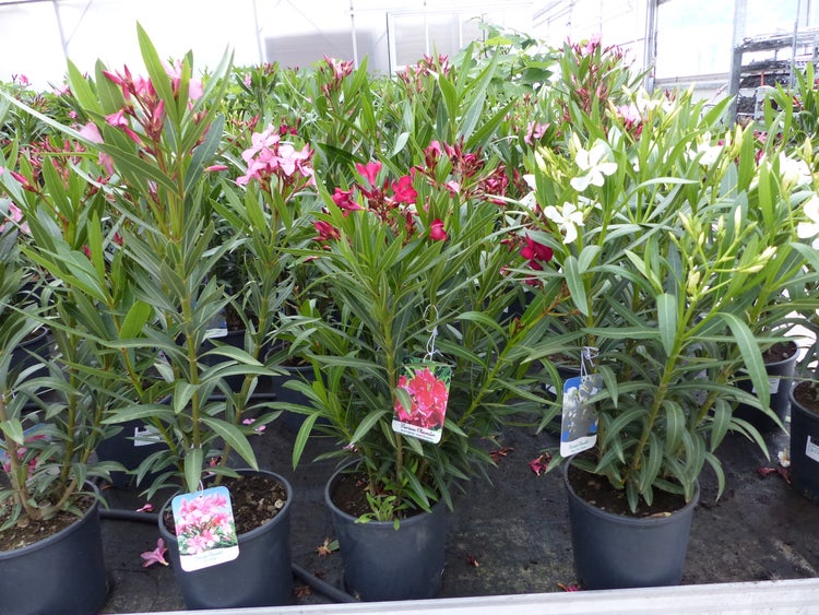 Oleander Pflanzen in schwarzen Töpfen mit rosa, roten und weißen Blüten und grünen lanzettlichen Blättern, organisiert in einem hellen Gewächshaus.