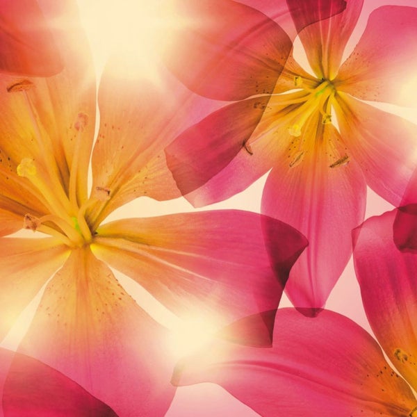 Nahaufnahme von mehreren transparenten Blüten mit Blütenblättern