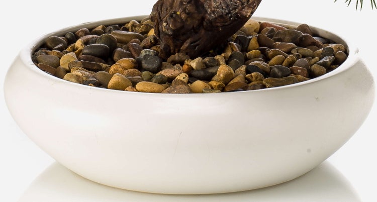 Weiße Keramikschale gefüllt mit dekorativen Kieselsteinen und dem Stamm eines Bonsai-Baums.