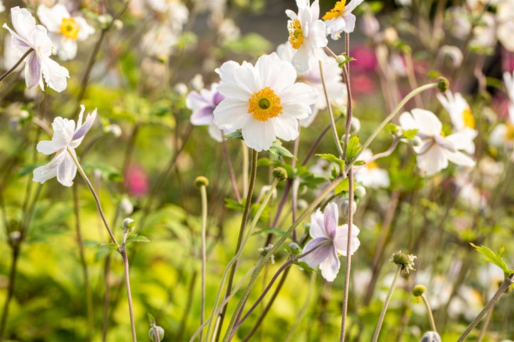 Anemone japonica 'Whirlwind', Herbst-Anemone, weiß, 2-3 Liter Container