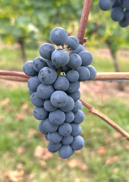Eine Traube dunkler Weinbeeren an einer Weinrebe im Weinberg.