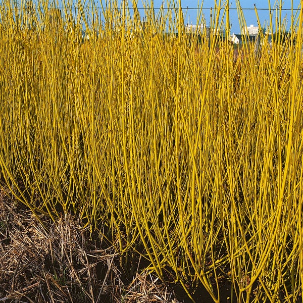 Cornus stolonifera 'Flaviramea', Gelbholz-Hartriegel, 80–100 cm