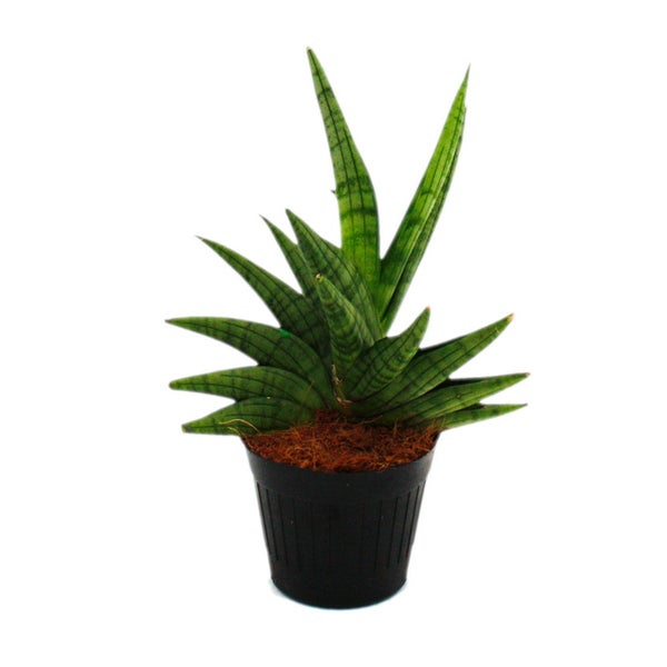 Sansevieria Helios - Schrauben-Bogenhanf - 11cm Topf - ca. 20cm hoch