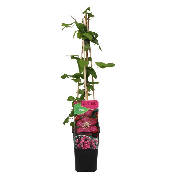 Bloomique – Clematis Ville de Lyon – Waldrebe – Dunkelrosa – Kletterpflanzen – Gartenpflanzen – Winterhart – Topf 15 cm – 70–80 cm hoch