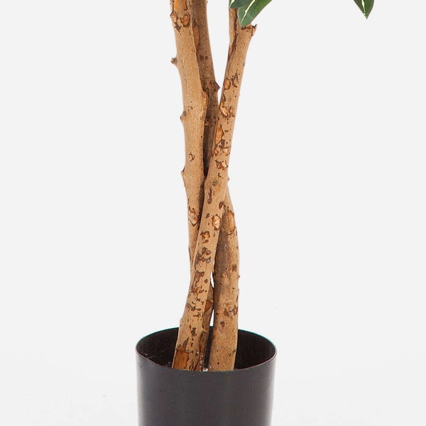 Nahaufnahme eines Zierlauchs mit kugelförmigem Blütenstand aus vielen sternförmigen Blüten auf einem grünen Stängel.